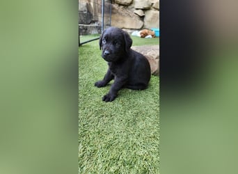 Labrador Hündin, Welpe foxred mit Ahnentafel und EU Impfbuch