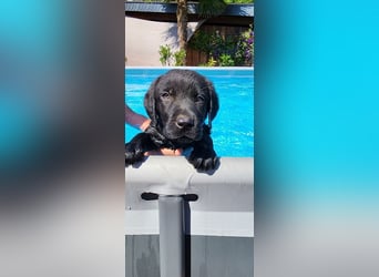 Labrador Hündin, Welpe foxred mit Ahnentafel und EU Impfbuch