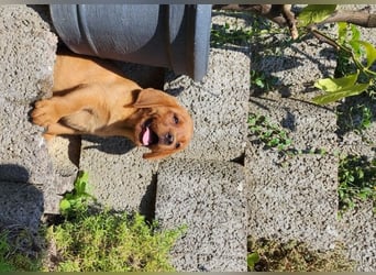 Zuckersüße Labrador WELPEN Rüde und Hündinnen mit Ahnentafel und EU Impfbuch