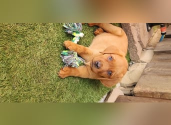 Zuckersüße Labrador WELPEN schwarz und foxred mit Ahnentafel und EU Impfbuch