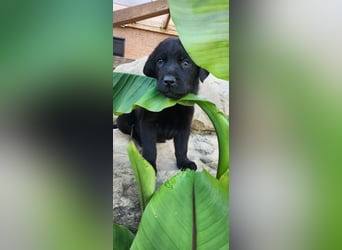 Labrador Hündin, Welpe foxred mit Ahnentafel und EU Impfbuch