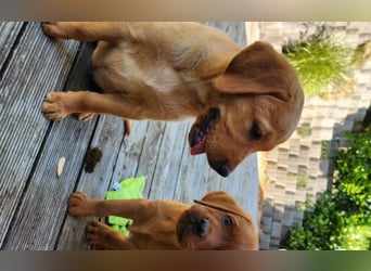 Zuckersüße Labrador WELPEN Rüde und Hündinnen mit Ahnentafel und EU Impfbuch