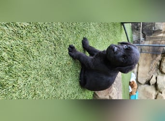 Zuckersüße Labrador WELPEN schwarz und foxred mit Ahnentafel und EU Impfbuch