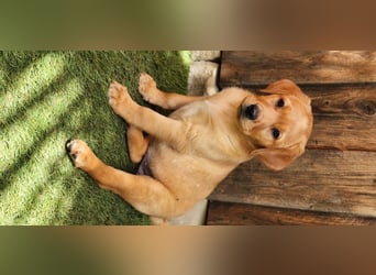 Zuckersüße Labrador WELPEN schwarz und foxred mit Ahnentafel und EU Impfbuch