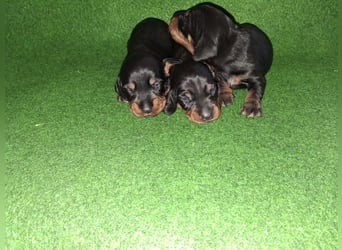 Dackel Welpen, Rauhaarteckel Welpen, reinrassig