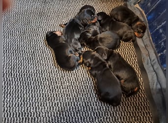 Dackel Welpen, Rauhaarteckel Welpen, reinrassig