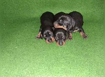 Dackel Welpen, Rauhaarteckel Welpen, reinrassig