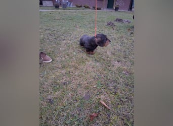 Dackel Welpen, Rauhaarteckel Welpen, reinrassig