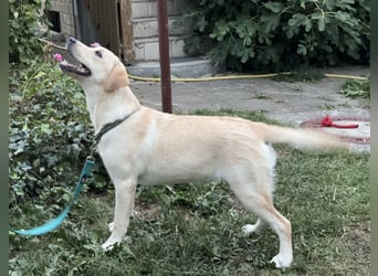 Labrador Retriever Hündin (9 Monate) aus Spitzenverpaarung (FCI - VDH Papiere)
