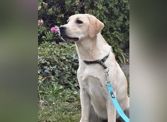 Labrador Retriever Hündin (9 Monate) aus Spitzenverpaarung (FCI - VDH Papiere)