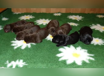 Eine Hündin in Chocolate sucht ihre Familie