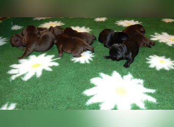 Eine Hündin in Chocolate sucht ihre Familie