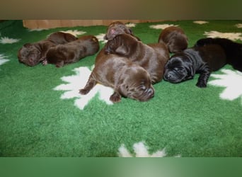 Eine Hündin in Chocolate sucht ihre Familie