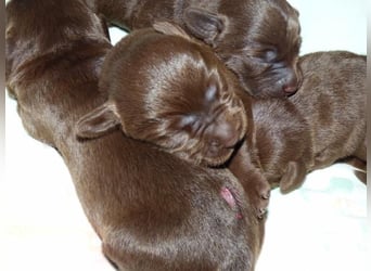 Wir erwarten Welpen in Chocolate und Schwarz zu Anfang Juli