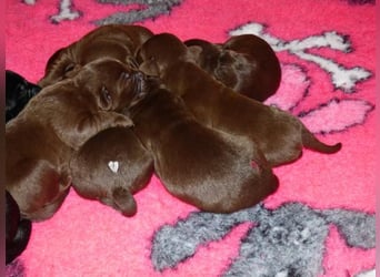 Wir erwarten Welpen in Chocolate und Schwarz zu Anfang Juli