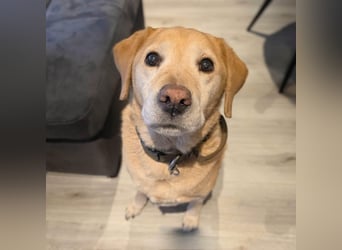 Alt aber oho - fitter Labrador Torte wartet in 12623 Berlin.