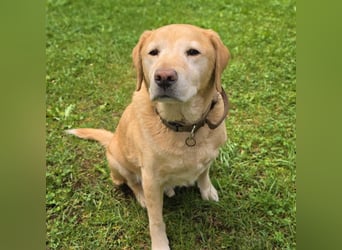 Alt aber oho - fitter Labrador Torte wartet in 12623 Berlin.