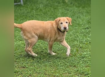 Alt aber oho - fitter Labrador Torte wartet in 12623 Berlin.