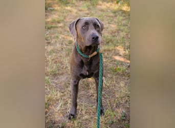Der wunderschöne Labradormix Ash sucht ein Zuhause