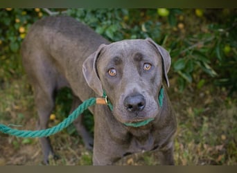 Der wunderschöne Labradormix Ash sucht ein Zuhause