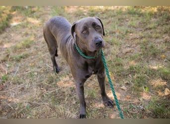 Der wunderschöne Labradormix Ash sucht ein Zuhause