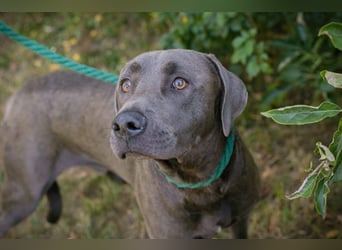 Der wunderschöne Labradormix Ash sucht ein Zuhause