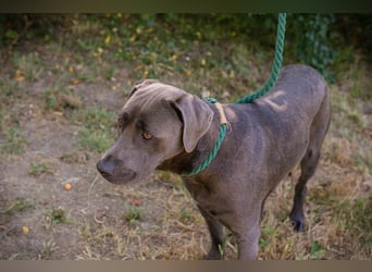 Der wunderschöne Labradormix Ash sucht ein Zuhause