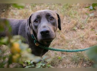 Der wunderschöne Labradormix Ash sucht ein Zuhause