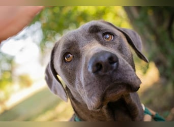 Der wunderschöne Labradormix Ash sucht ein Zuhause