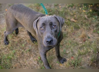 Der wunderschöne Labradormix Ash sucht ein Zuhause