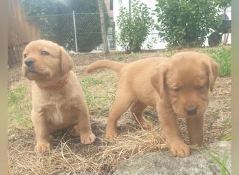 Labrador Welpen Foxred Showlinie