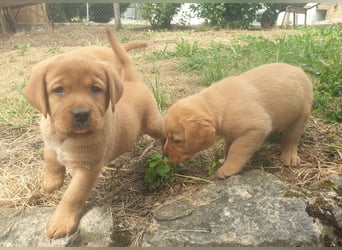 Labrador Welpen Foxred Showlinie