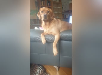 Labrador Welpen Foxred Showlinie