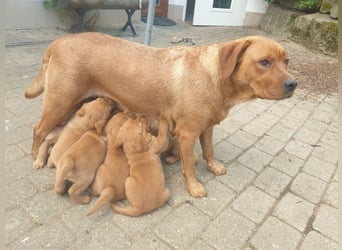 Labrador Welpen Foxred Showlinie