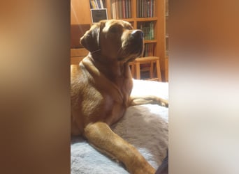 Labrador Welpen Foxred Showlinie