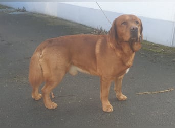 Labrador Welpen Foxred Showlinie