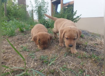 Labrador Welpen Foxred Showlinie