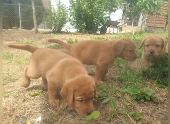 Labrador Welpen Foxred Showlinie