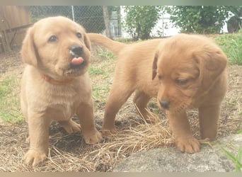 Labrador Welpen Foxred Showlinie