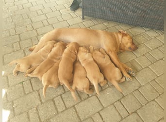 Labrador Welpen Foxred Showlinie