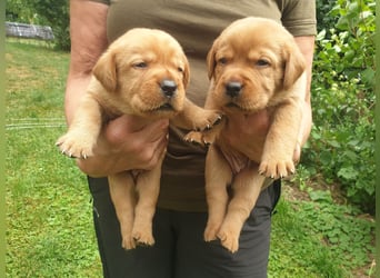 Labrador Welpen Foxred Showlinie