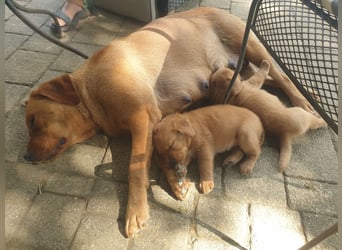 Labrador Welpen Foxred Showlinie