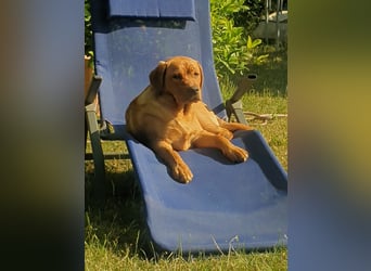Labrador Welpen Foxred Showlinie