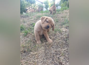 Labrador Welpen Foxred Showlinie