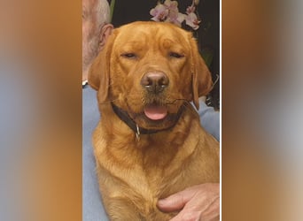 Labrador Welpen Foxred Showlinie