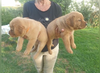 Labrador Welpen Foxred Showlinie