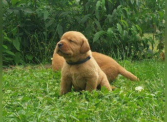 Labrador Welpen Foxred Showlinie