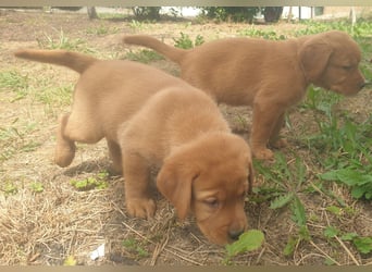 Labrador Welpen Foxred Showlinie
