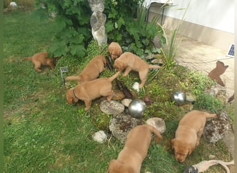 Labrador Welpen Foxred Showlinie