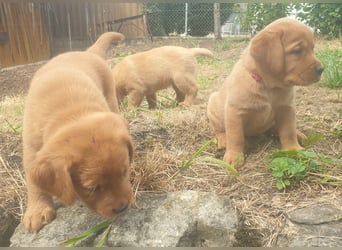 Labrador Welpen Foxred Showlinie